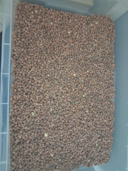 Cow Peas (Nyimba) 400g