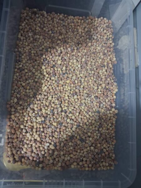 Dried Nyimo 400g